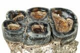 Fossil Desmostylus (Hippo-Like Animal) Molar - California #241186-1
